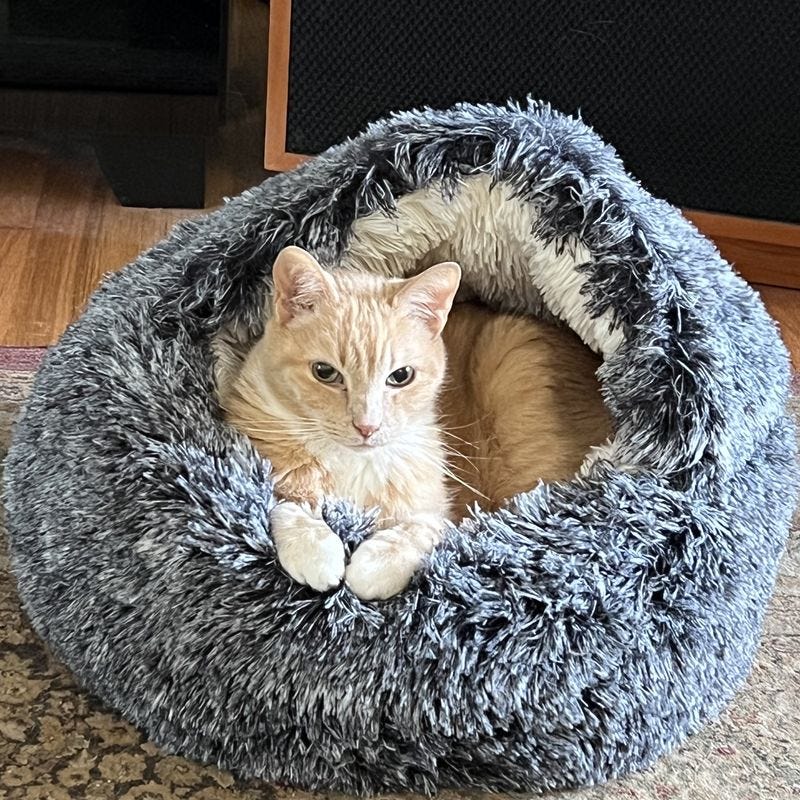 My Cats Put This $20 Pet Bed Cave to the Test