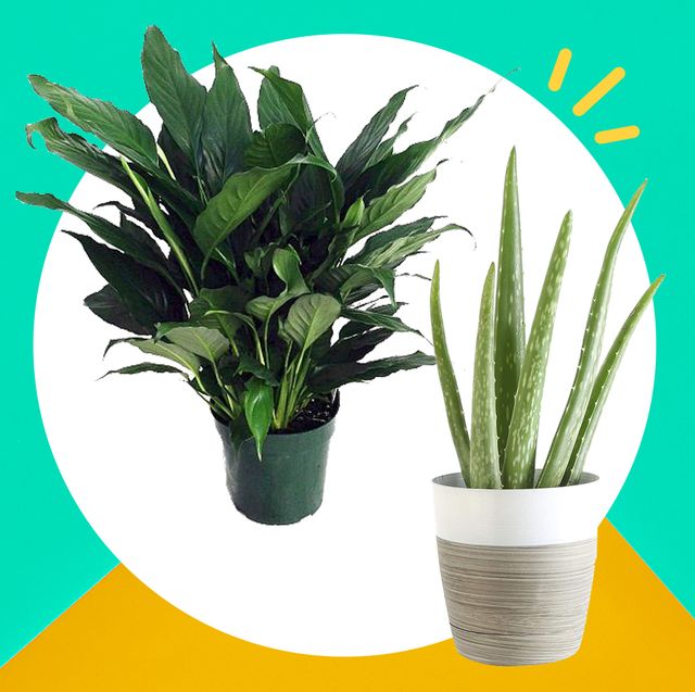 Best indoor plants for your health