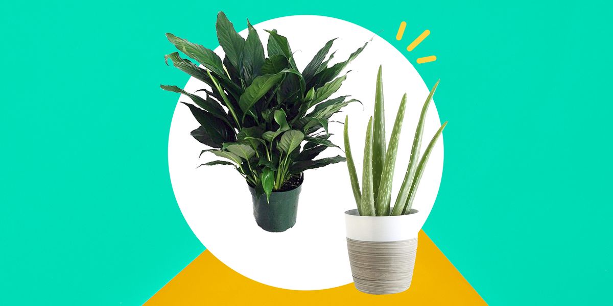 How To Get Or Free Houseplants