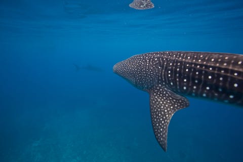 Whale Shark Size | Whale Shark Age | Atomic Weapons