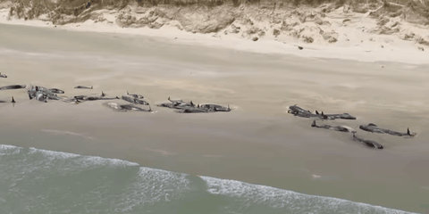 Nearly 150 Pilot Whales Washed Up On A Beach In New Zealand