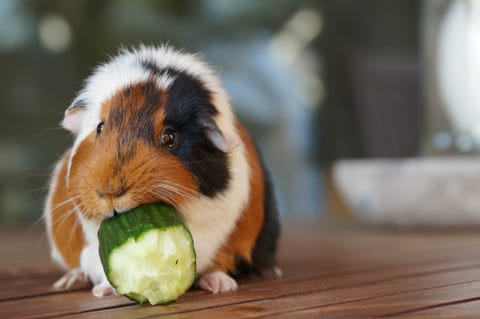 What Do Guinea Pigs Eat: Hay, Pellets, Veggies, Fruit