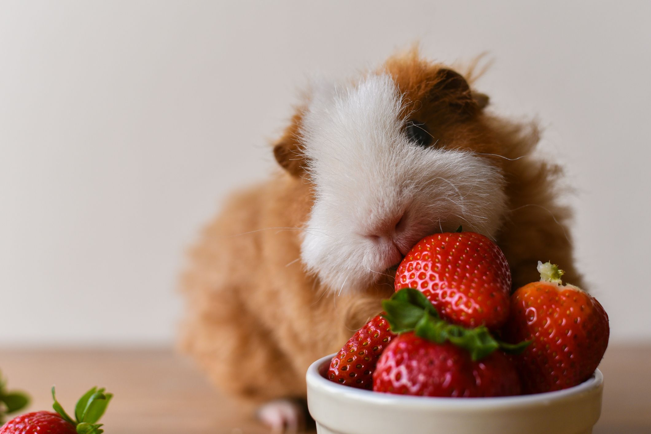 what do guinea pigs love to eat