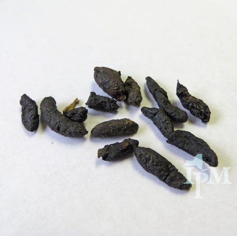 What Does Rat Poop Look Like Rat Poop Vs Mouse Poop What Does Rat Poop Look Like Rat Poop Vs Mouse Poop