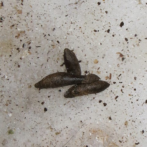 What Does Rat Poop Look Like Rat Poop Vs Mouse Poop What Does Rat Poop Look Like Rat Poop Vs Mouse Poop
