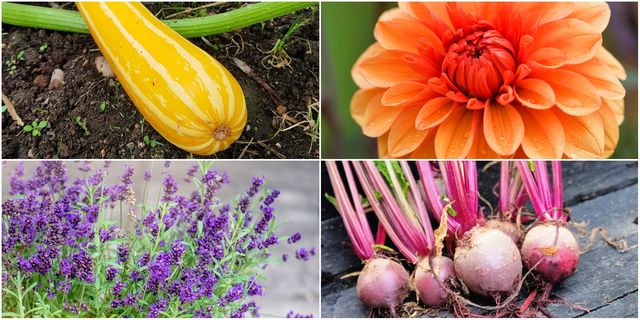 what to do in the garden in august