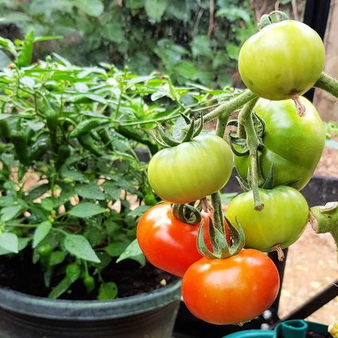what to do in the garden in june tomatoes