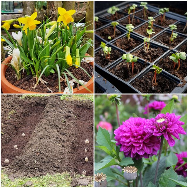 what to do in the garden in march
