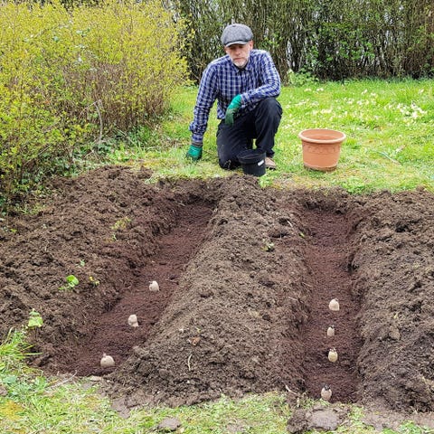 what to do in the garden in march potatoes