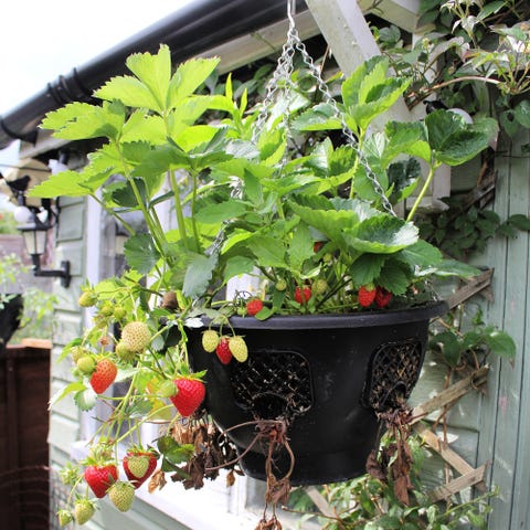 what to do in the garden in march  strawberries