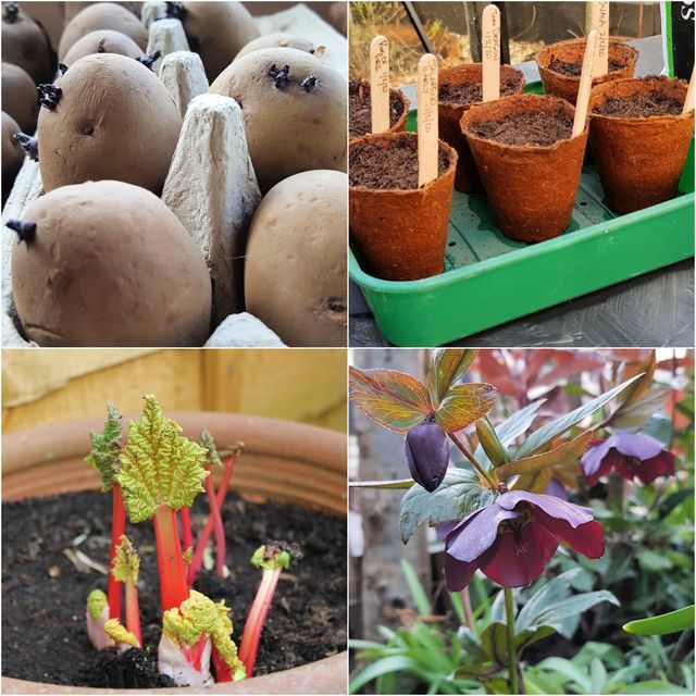 what to do in the garden in january