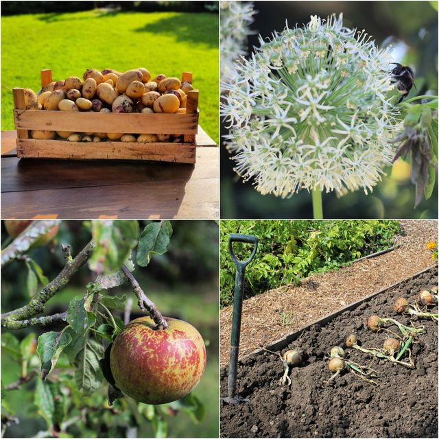 what to do in the garden in september