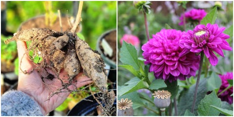what to do in the garden in march dahlias