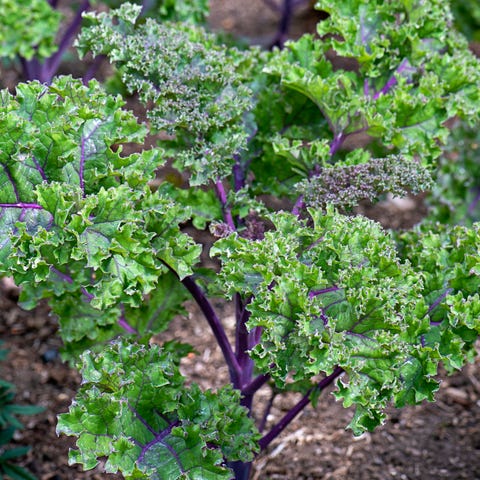 what to plant kale