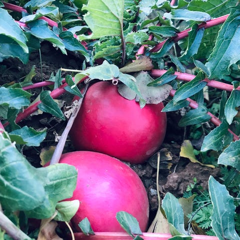 what to plant in august radishes