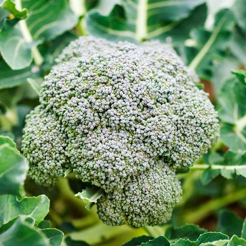 what to plant in august broccoli