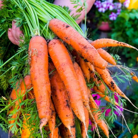 what to plant in august carrots