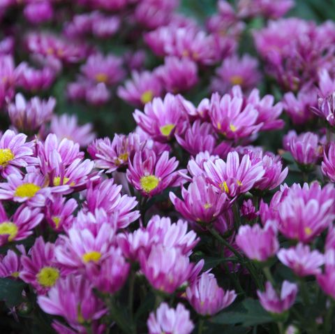 what to plant in august chrysanthemum