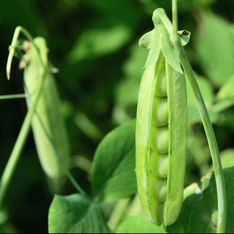 what to plant in august peas
