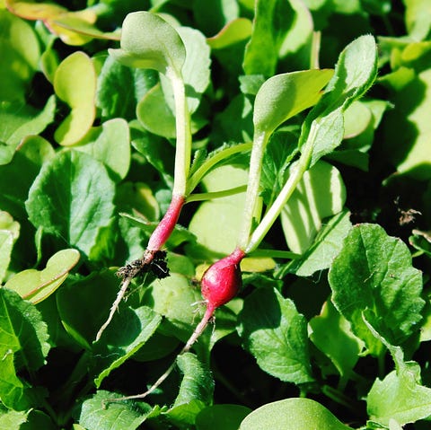 what to plant in august turnips