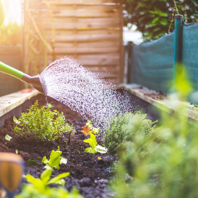 12 Flowers and Vegetables to Plant in Fall