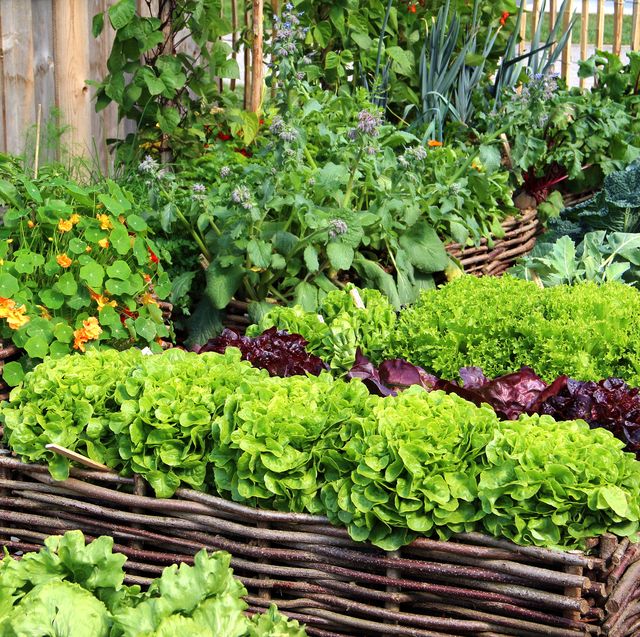 What To Plant In September 10 Vegetables Flowers A Garden Now - Best Time To Plant Fall Garden In Florida