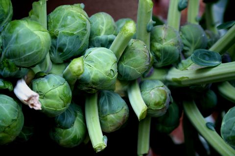 what to plant in september brussels sprouts on stalk