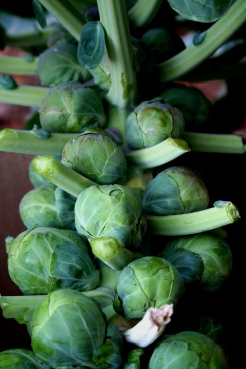 a brussels sprouts stalk