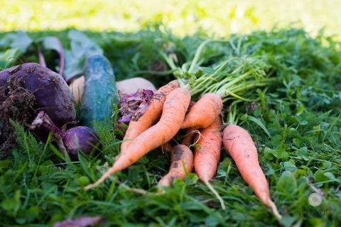 what to plant in september carrots