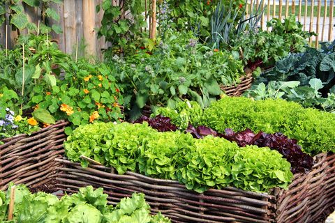 10 Vegetables & Flowers to Plant in a Garden Now