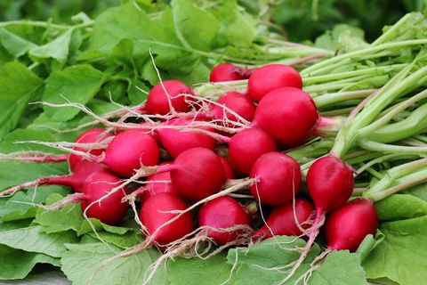 what to plant in september radishes