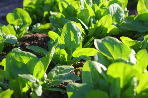 what to plant in september spinach