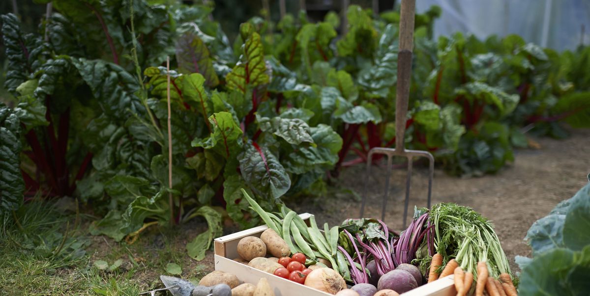 36+ How To Start A Veggie And Fruit Garden Background | Fruit Garden Photos