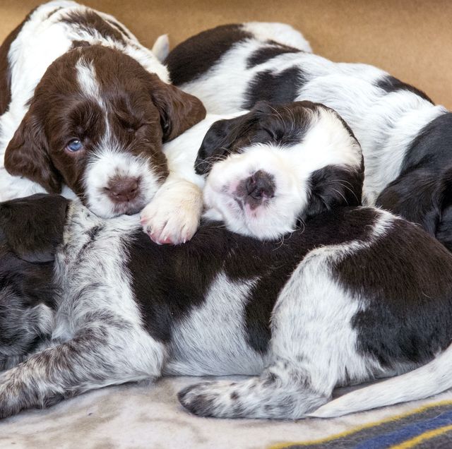 the best whelping boxes to protect puppies during birth