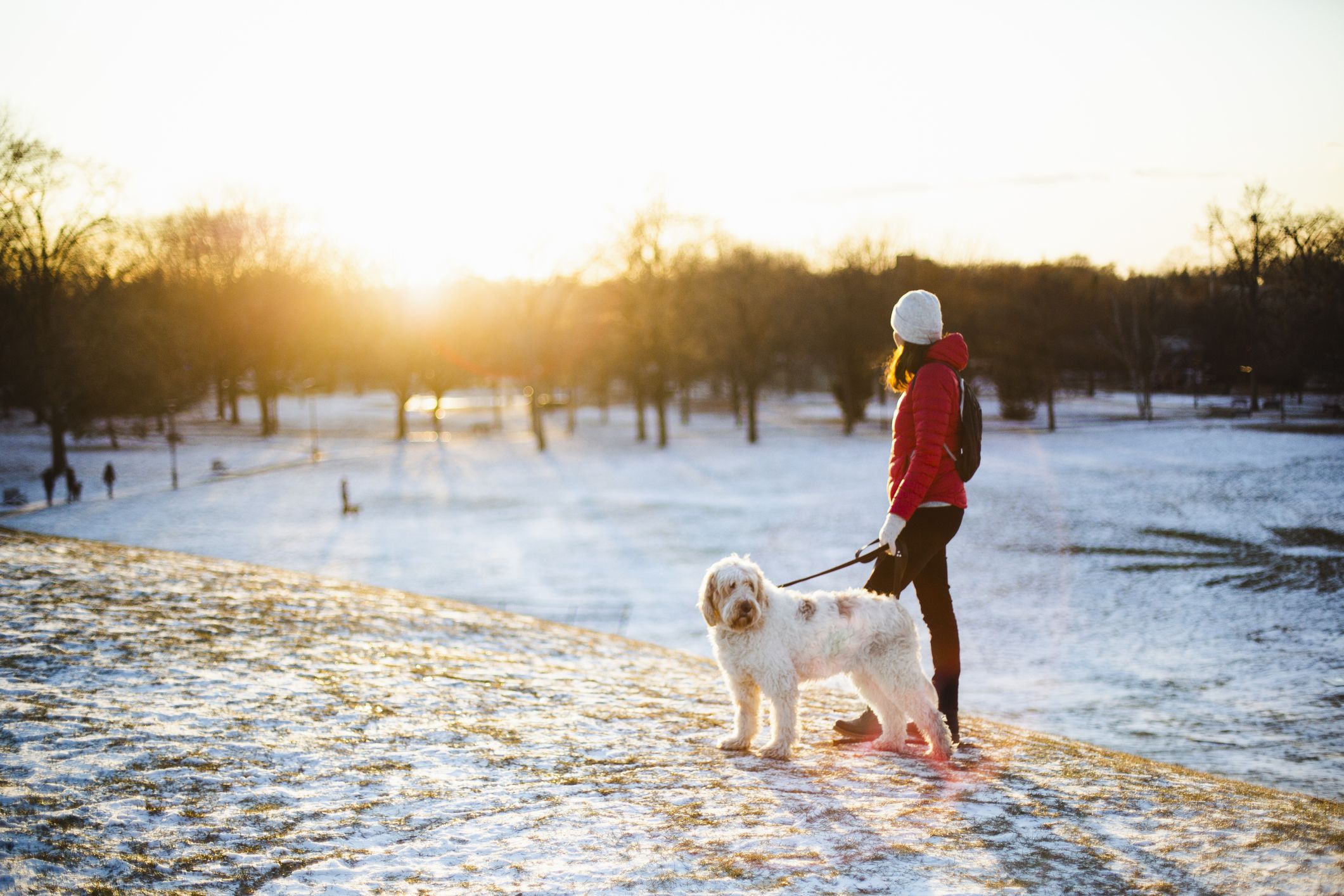 do you walk your dog in winter