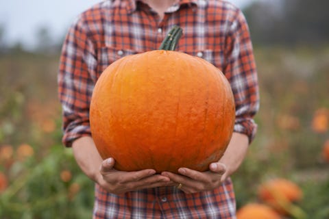 cropped shot of a pumpkin