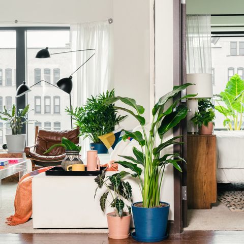 plants in a room