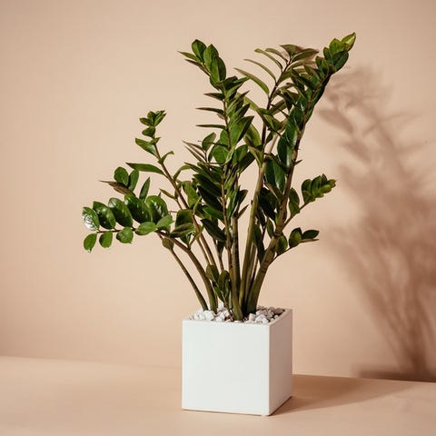 The 15 Best Places to Buy Houseplants Online