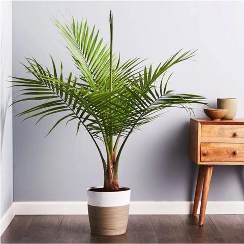 The 15 Best Places To Buy Houseplants Online