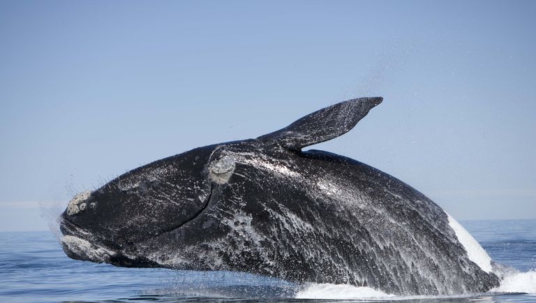Best Places for Whale Watching - When to Go Whale Watching