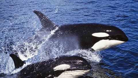 Best Places for Whale Watching - When to Go Whale Watching