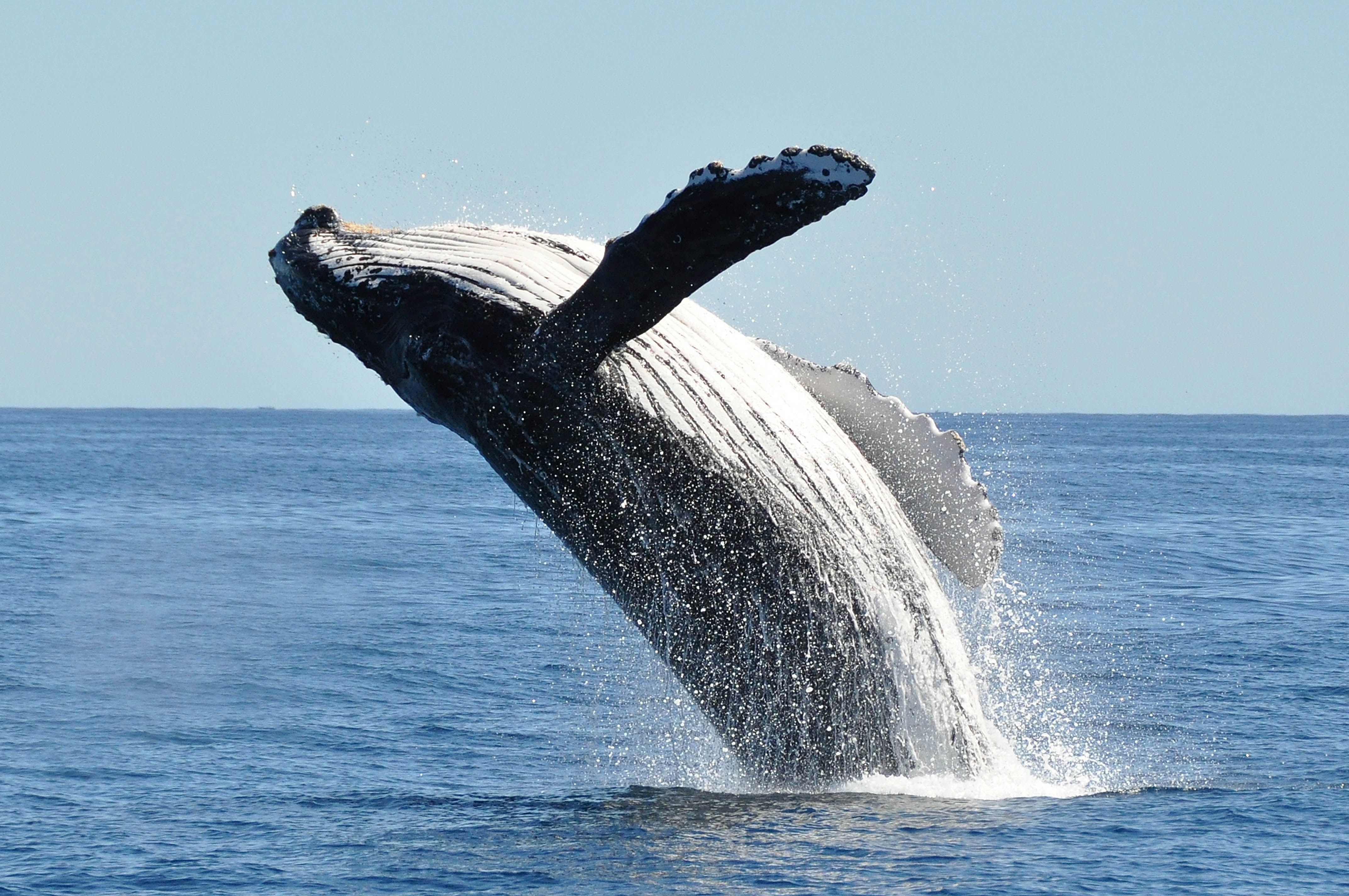 whale watching tour guide