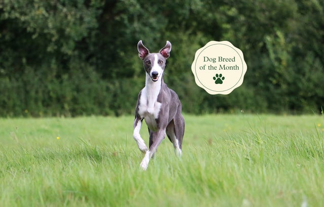 Whippet Dog Breed Facts and Personality Traits