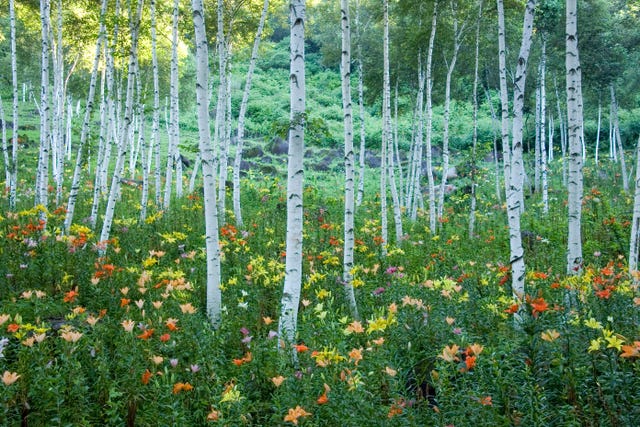 Clean Your Trees With Soapy Water Says Rhs