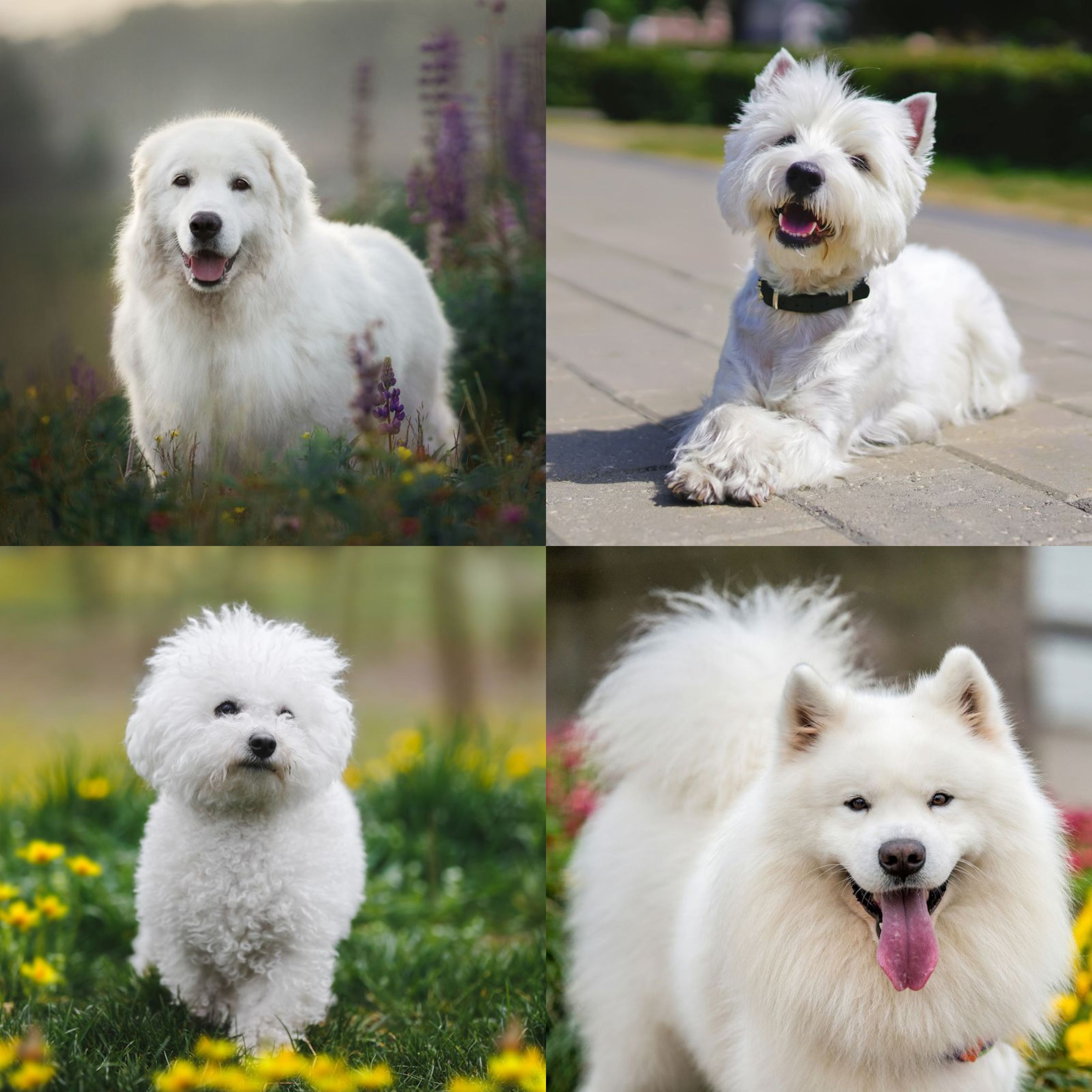 what is the name of the fluffy dogs