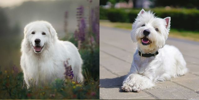 9 White Dog Breeds & How To Care For Them