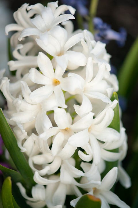 20 Best White Flowers for Your Garden - White Flowering Shrubs