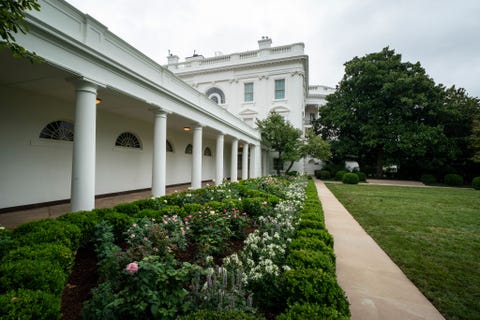 washington, dc   august 22 a view of the recently renovated rose garden at the white house on august 22, 2020 in washington, dc the rose garden has been under renovation since last month and updates to the historic garden include a redesign of the plantings, new limestone walkways and technological updates to the space photo by drew angerergetty images