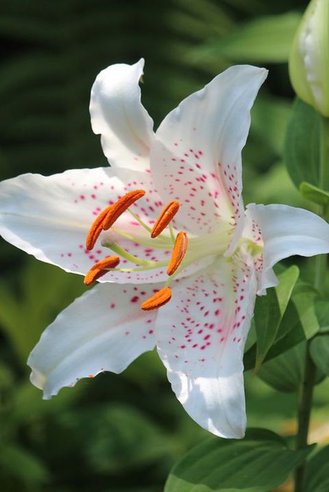 close up of beautiful white lilies growing in a summer garden nature