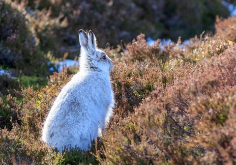 White mountain hare